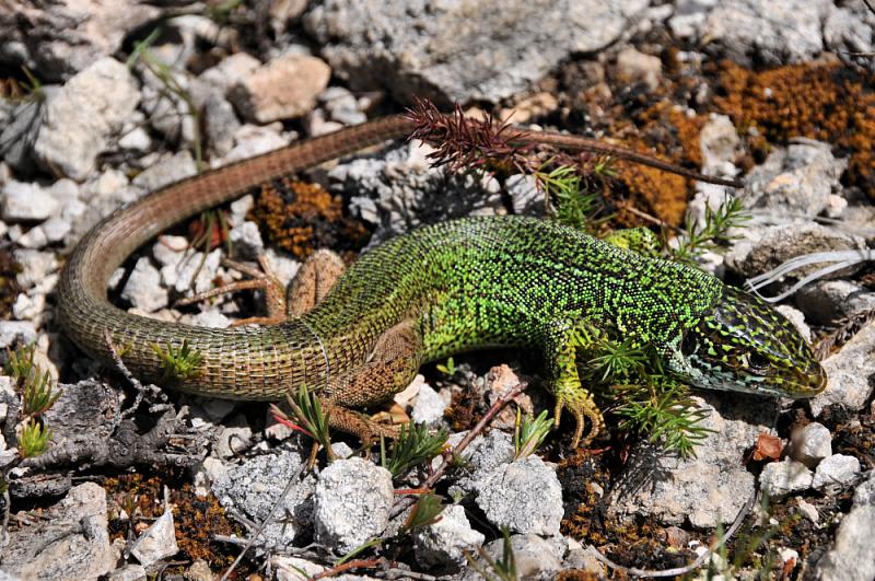 Lacerta viridis