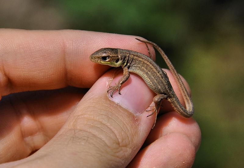 Lacerta cf. bilineata?