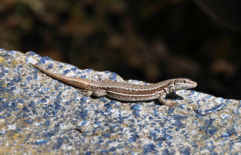 Podarcis muralis