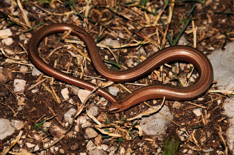 Anguis fragilis s.l.