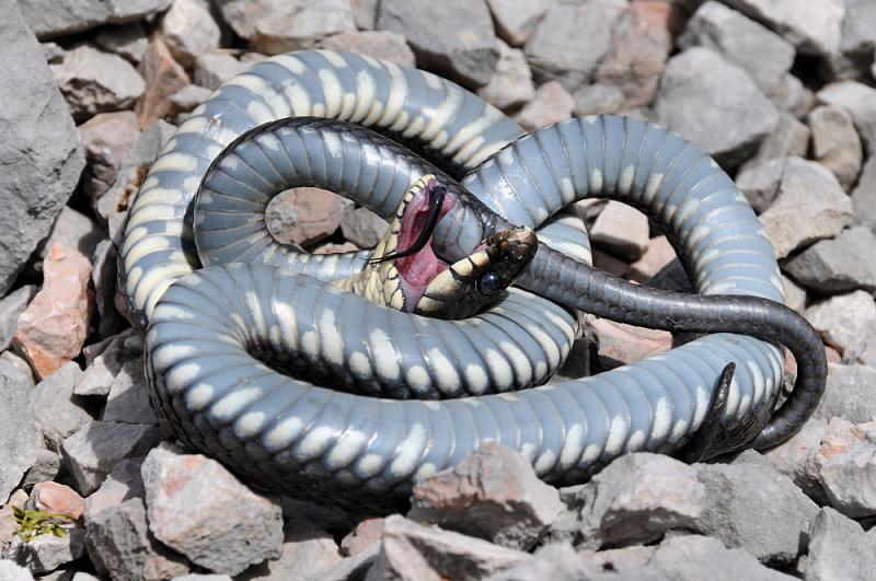 Další překvapení v 1800 m – Natrix natrix.