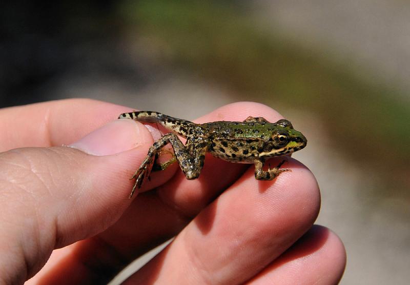 Pelophylax ridibundus