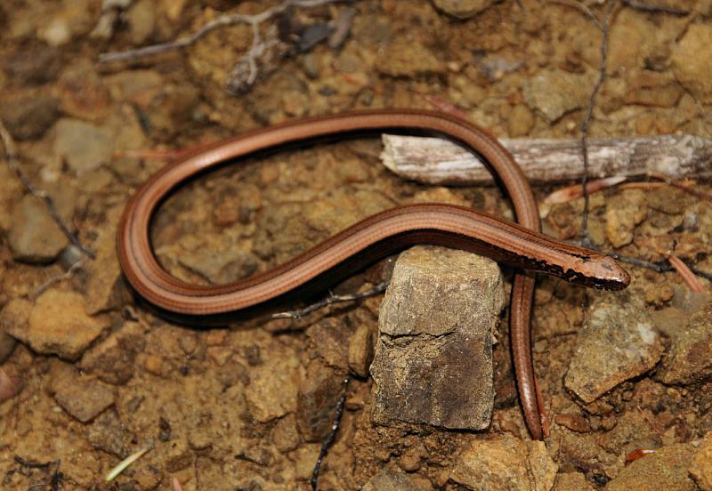 Anguis fragilis s.l.