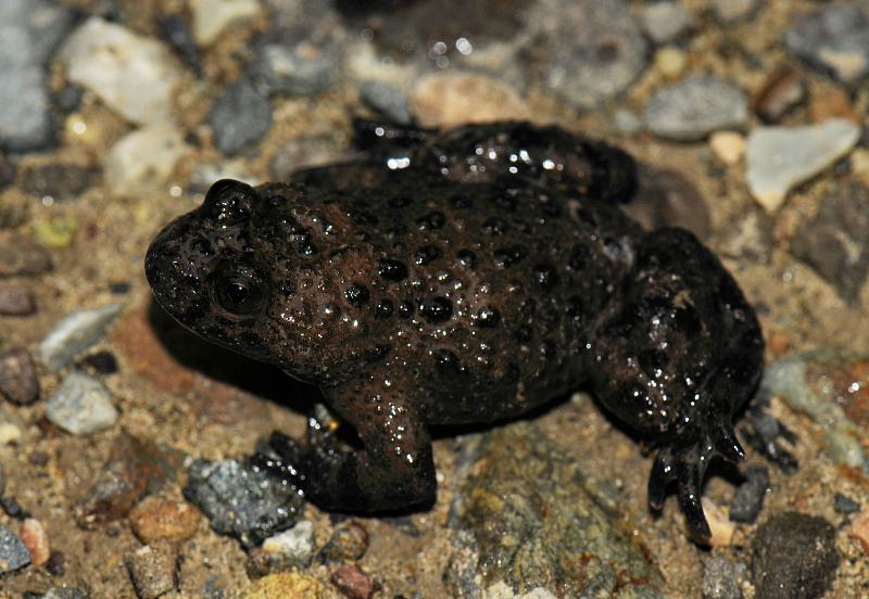 Bombina variegata