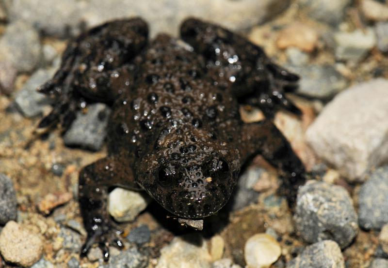 Bombina variegata