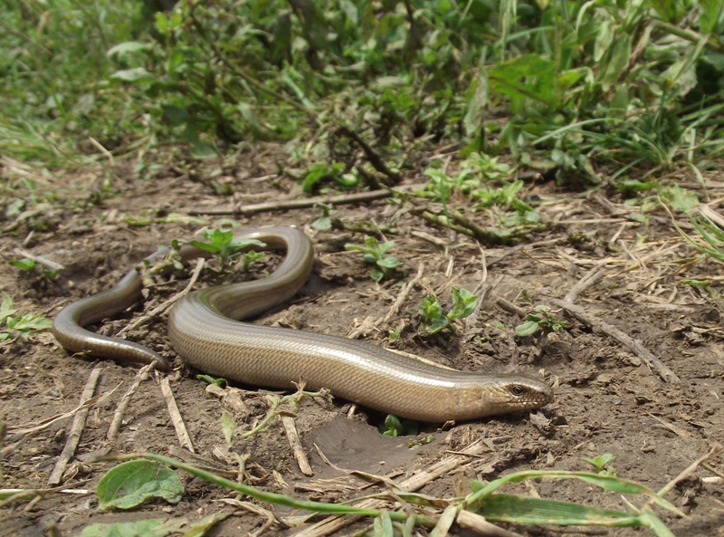 Anguis fragilis s.l.