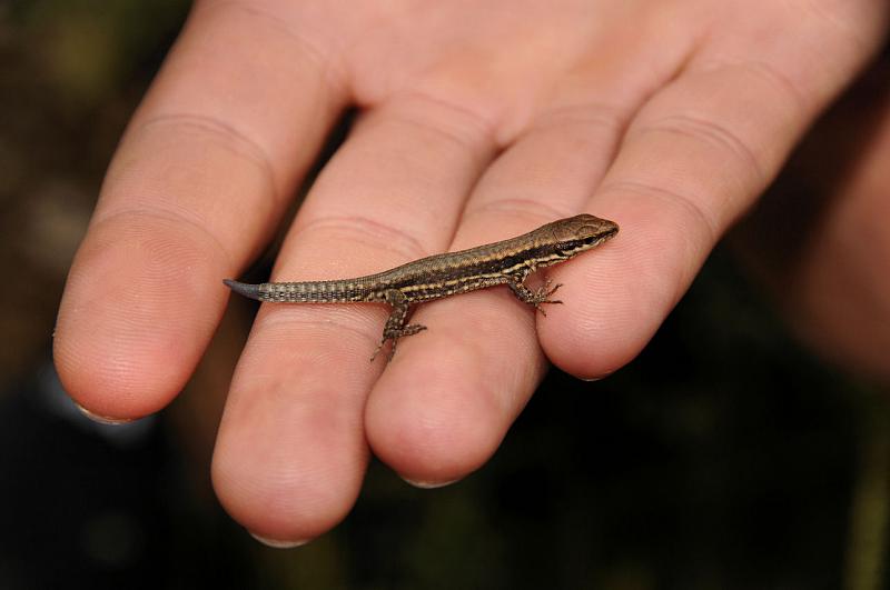 Podarcis muralis