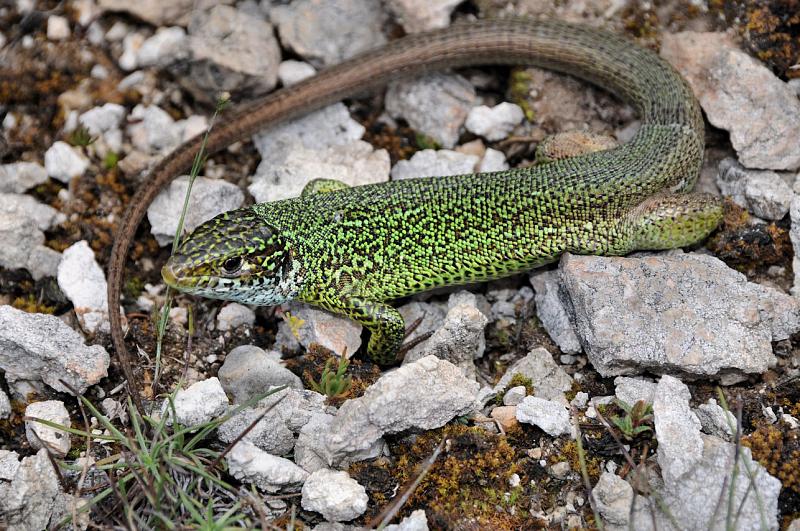 Lacerta viridis