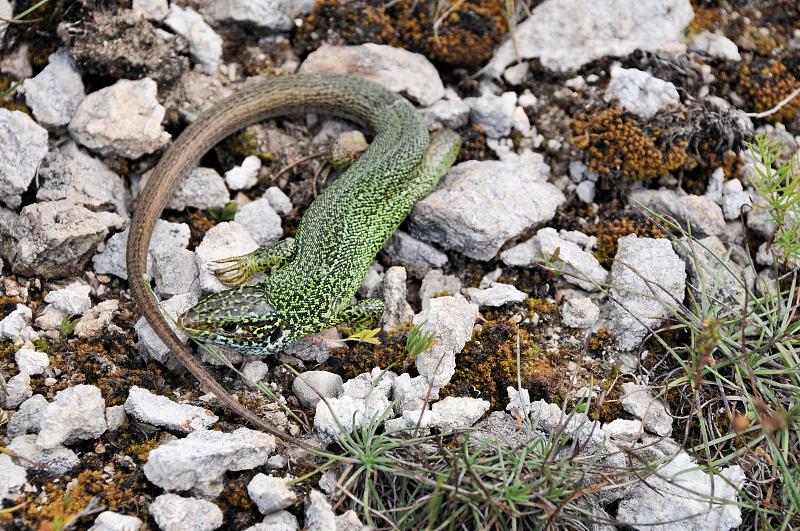 Lacerta viridis