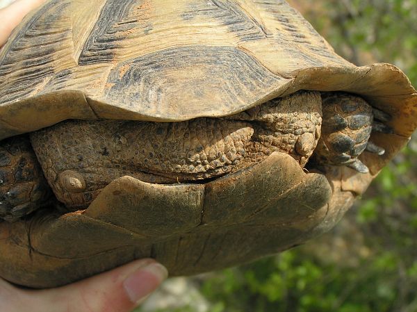 Testudo graeca