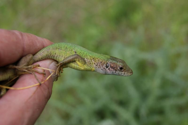 Lacerta viridis