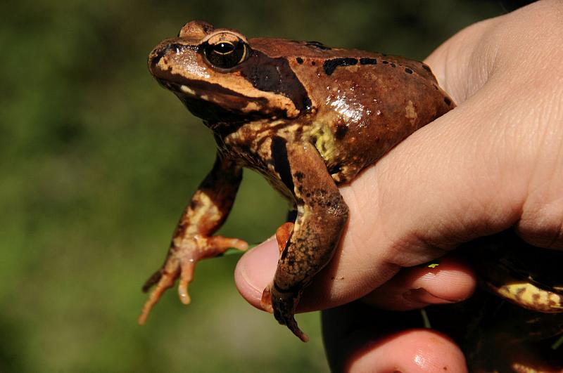 Rana temporaria