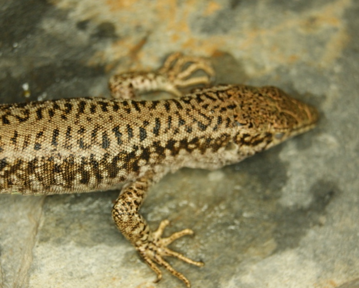 Podarcis erhardii