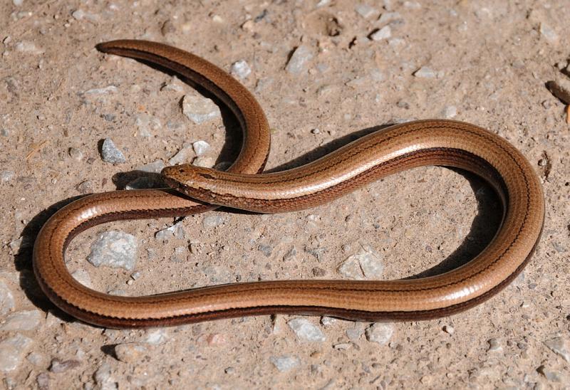 Anguis fragilis s.l.