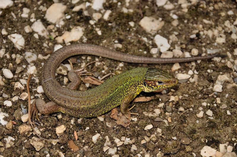 Lacerta viridis