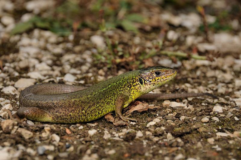 Lacerta viridis