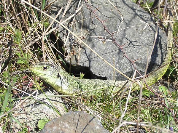 Lacerta trilineata