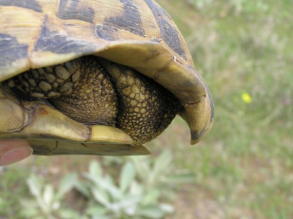 Testudo hermanni