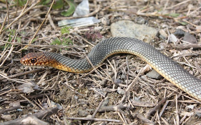 Dolichophis caspius