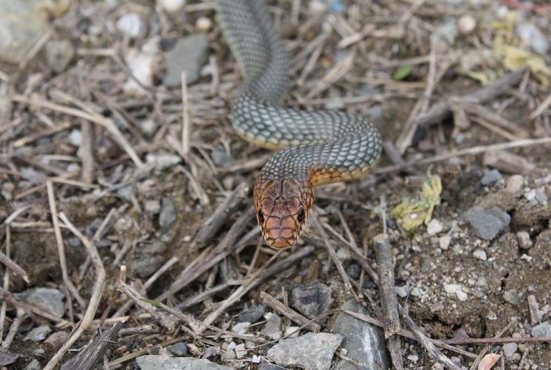 Dolichophis caspius