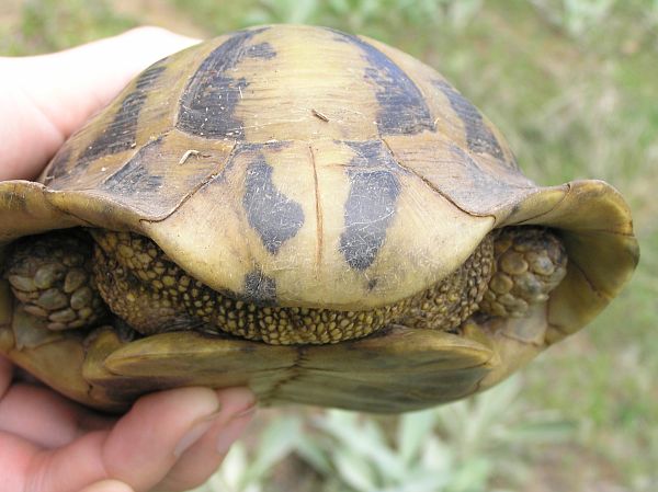 Testudo hermanni