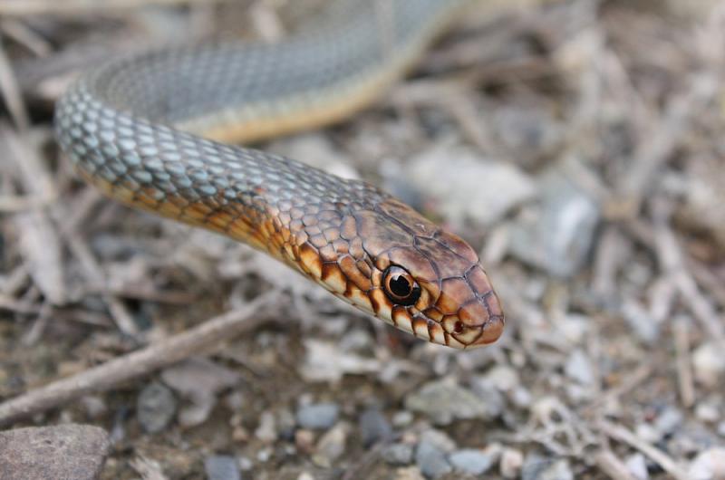 Dolichophis caspius