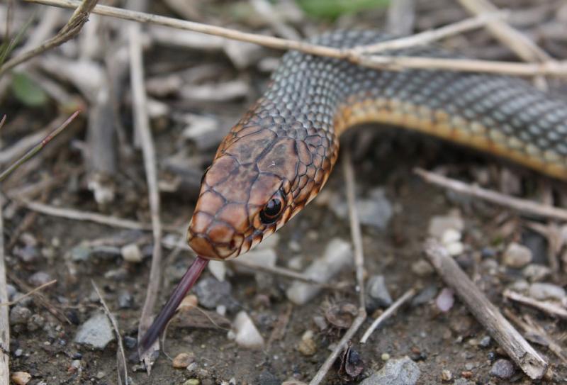 Dolichophis caspius