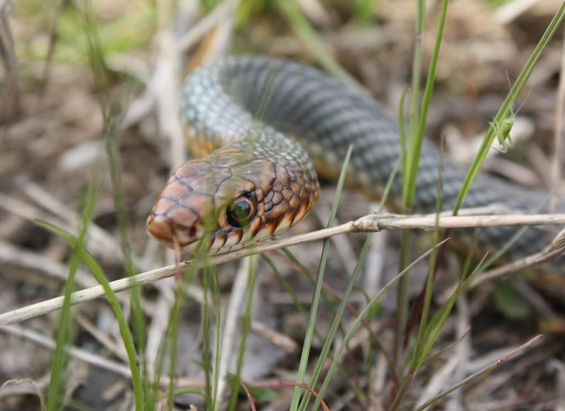 Dolichophis caspius