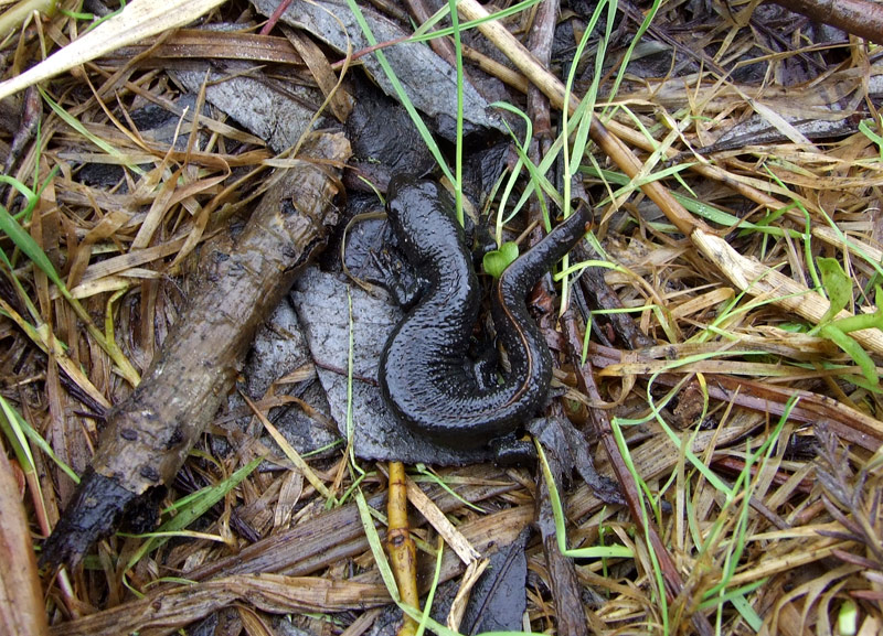 Triturus dobrogicus