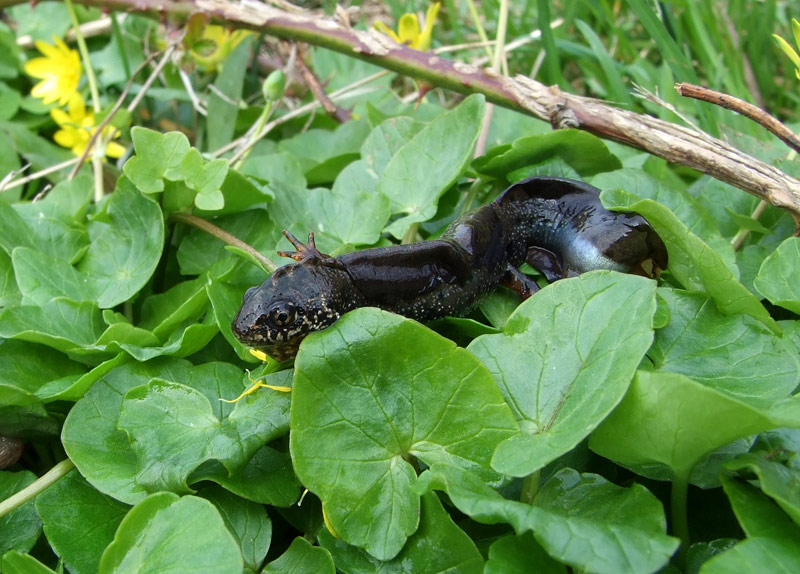 Triturus dobrogicus