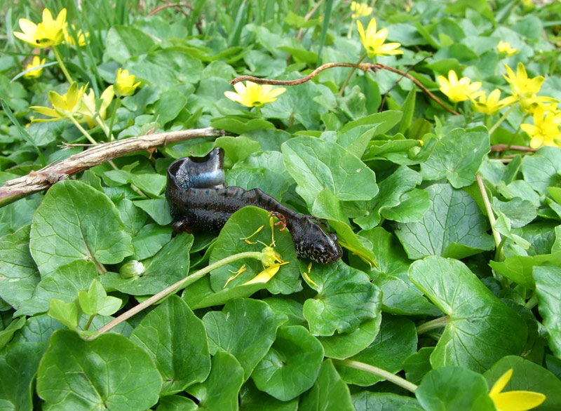 Triturus dobrogicus