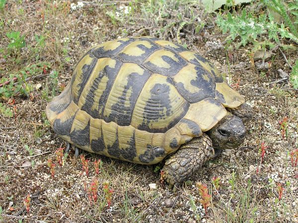 Testudo hermanni