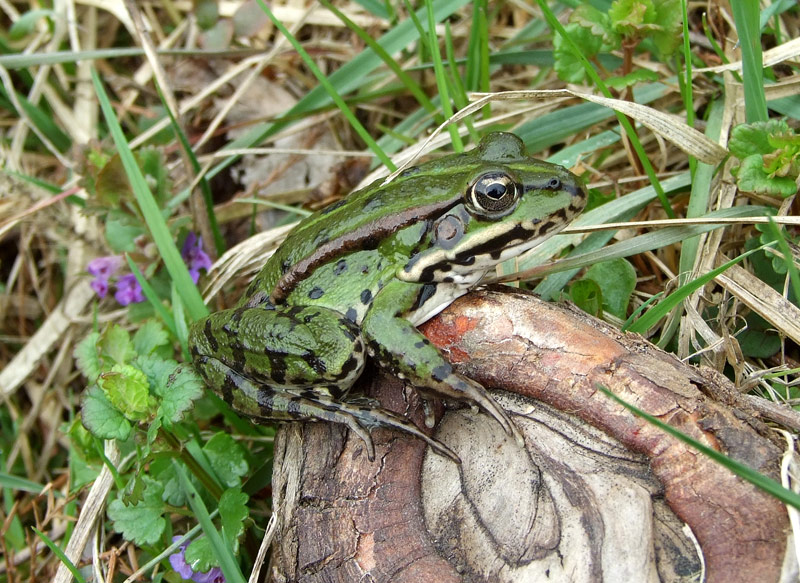 Pelophylax kl. esculentus