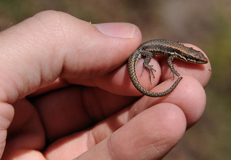 Podarcis muralis