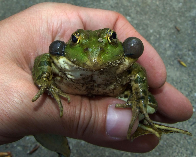 Pelophylax ridibundus