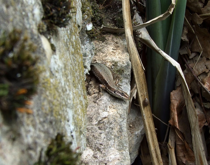 Podarcis muralis