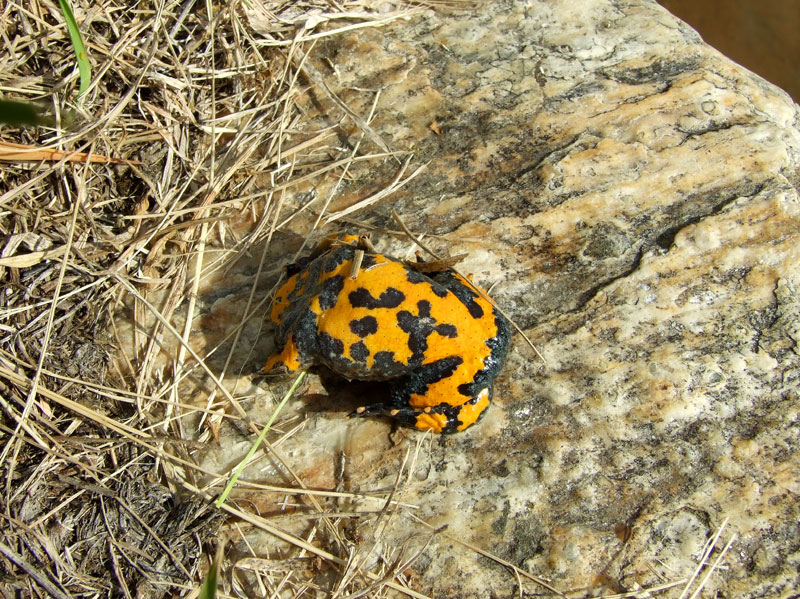 Bombina variegata