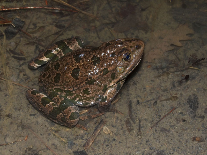 Pelophylax ridibundus