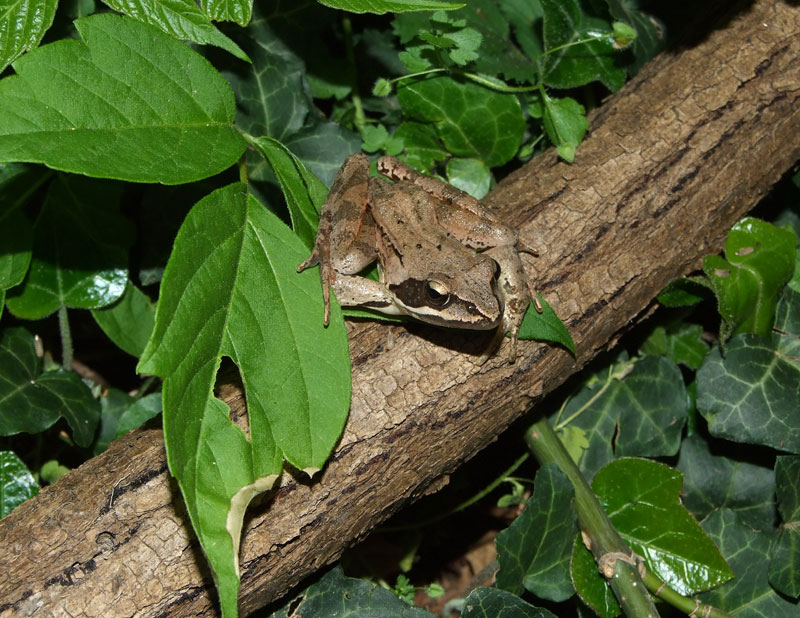 Rana dalmatina