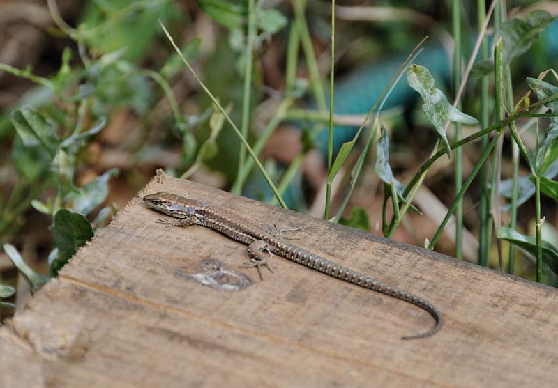 Podarcis muralis