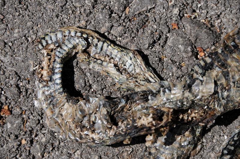 Natrix tessellata