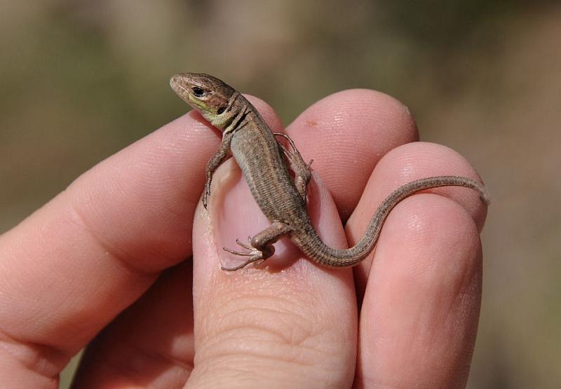 Lacerta viridis