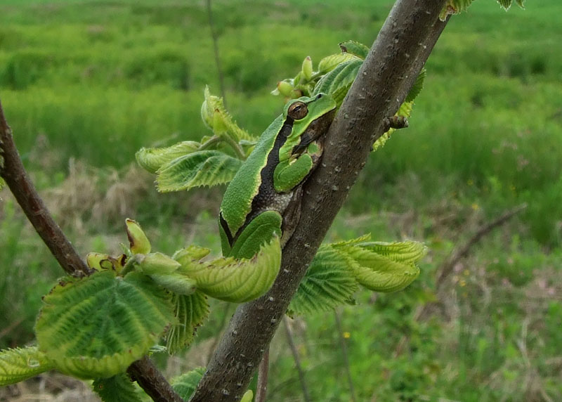 Hyla arborea