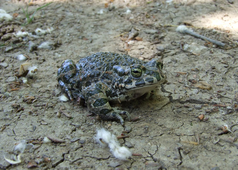 Pseudepidalea viridis