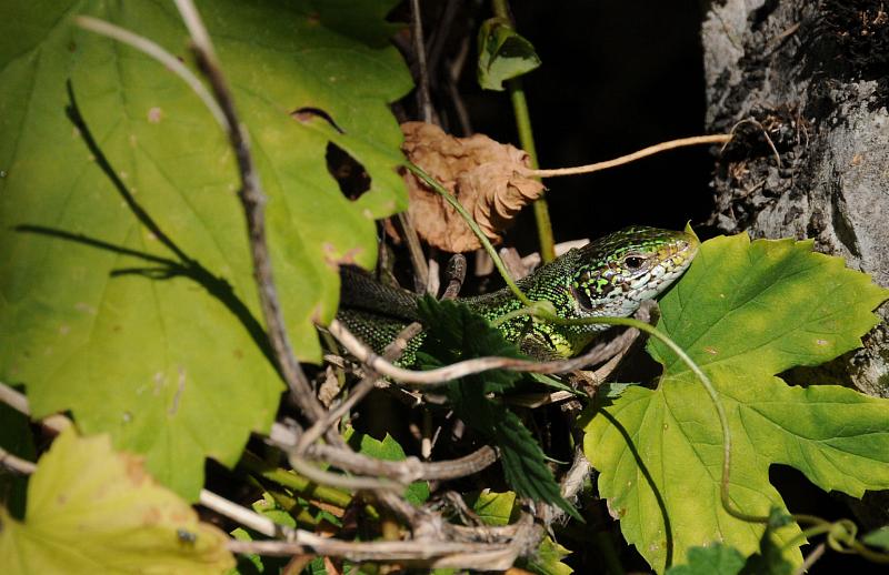 Lacerta viridis