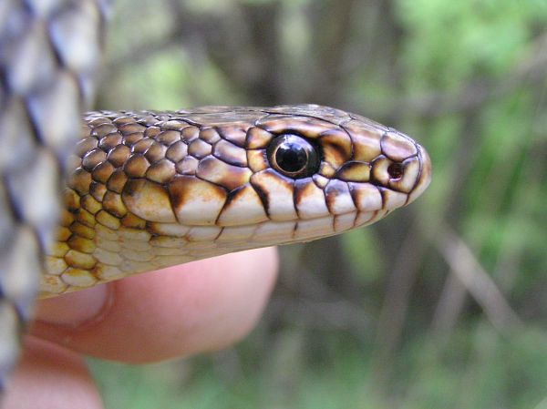 Dolichophis caspius