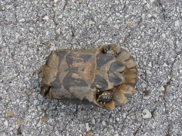 Testudo marginata