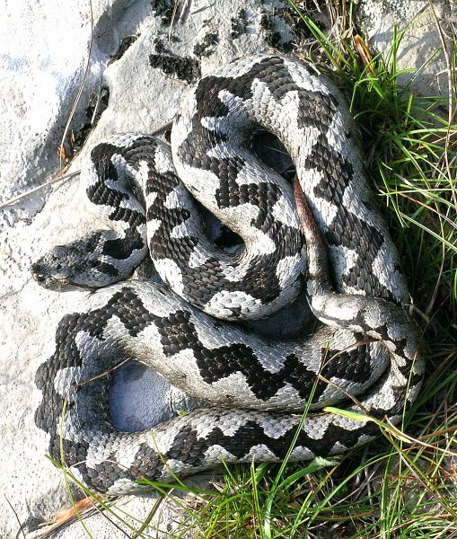 Vipera ammodytes