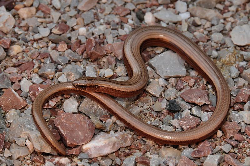 Anguis fragilis s.l.