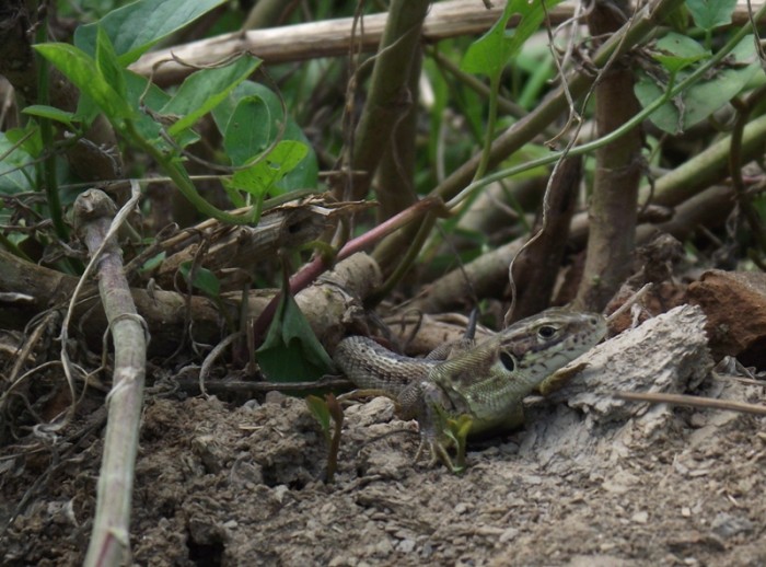 Lacerta viridis